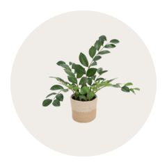 Artifiial lucky feather houseplant in a jute pot against a beige, round background